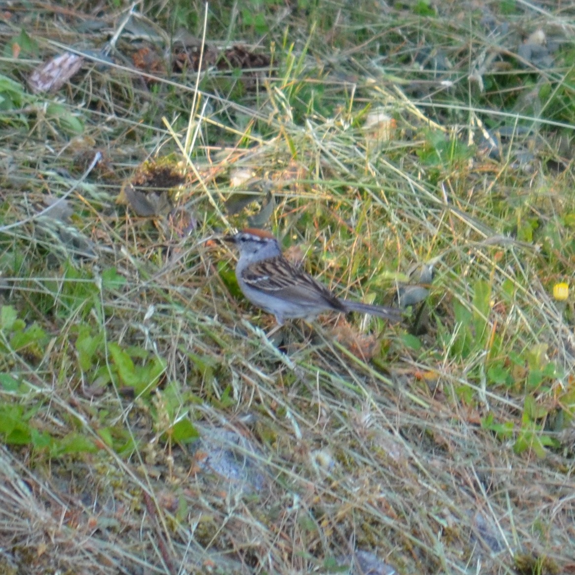 Chipping Sparrow - ML620391870