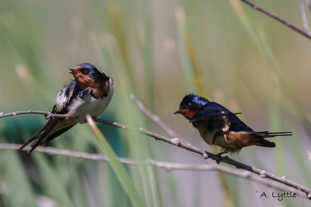 Barn Swallow - ML620391871