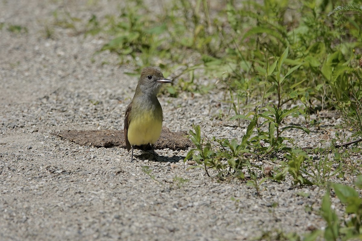Great Crested Flycatcher - ML620391880