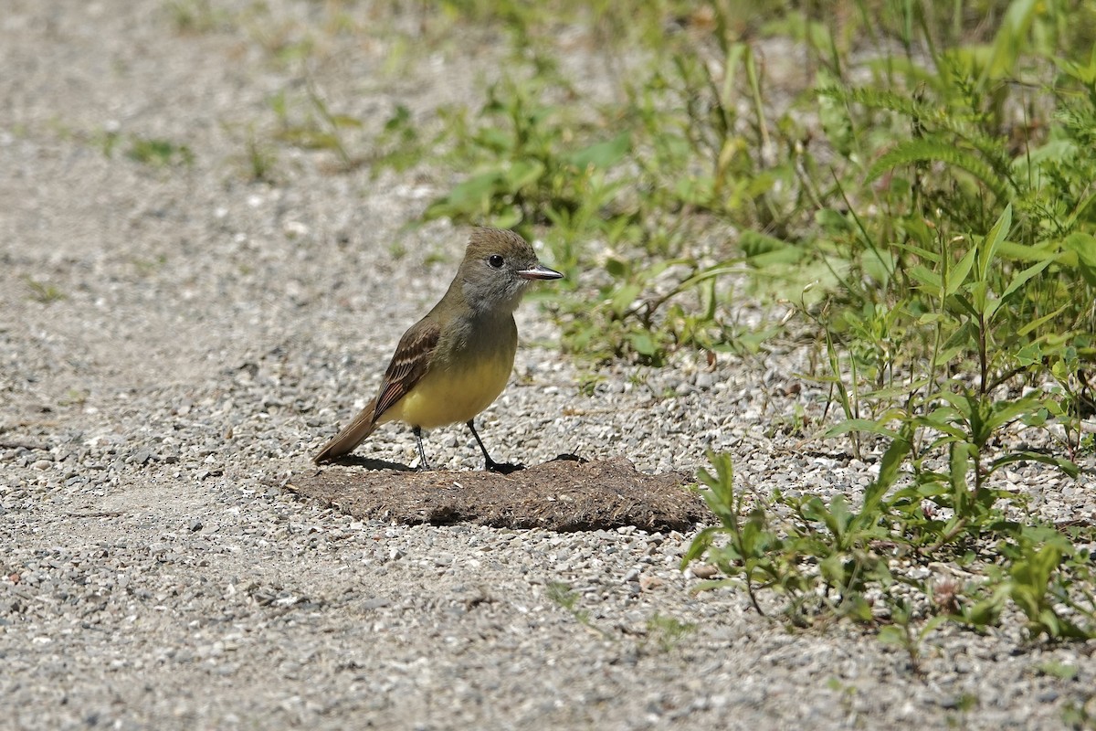 Great Crested Flycatcher - ML620391881