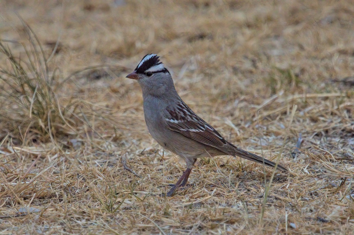 White-crowned Sparrow - ML620391884