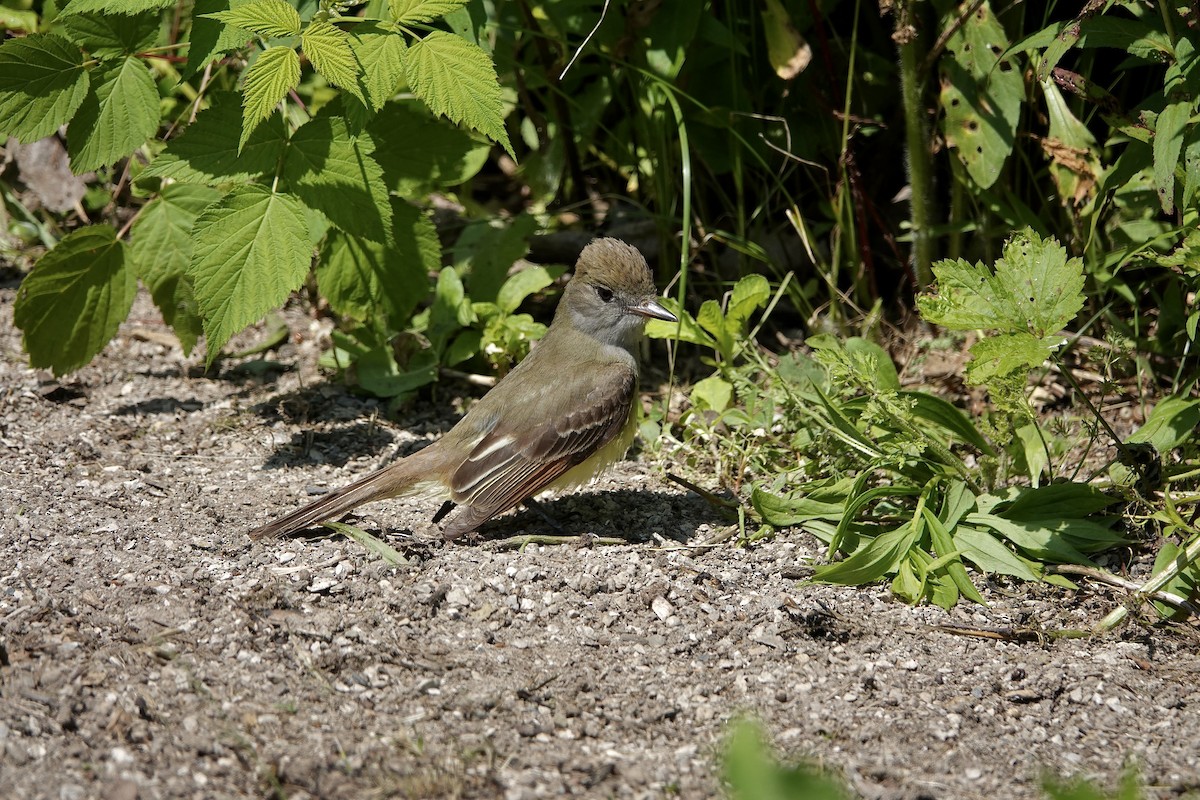 Great Crested Flycatcher - ML620391892