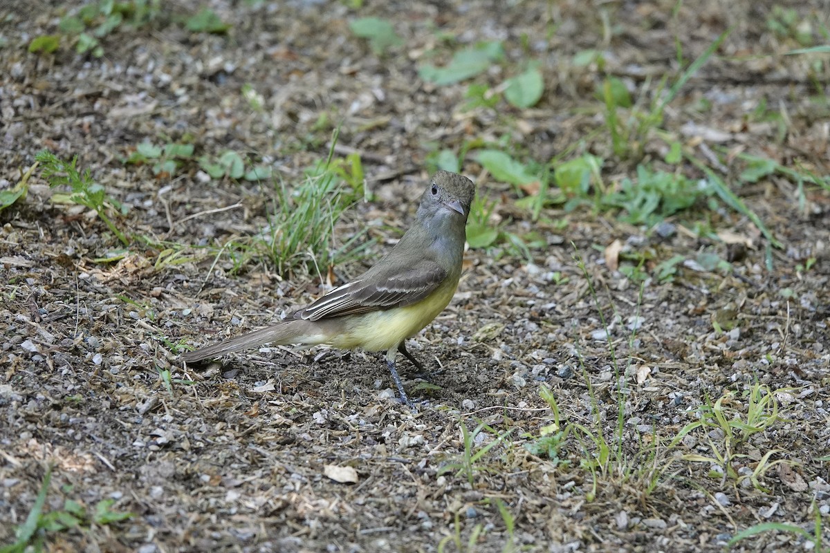 Great Crested Flycatcher - ML620391896