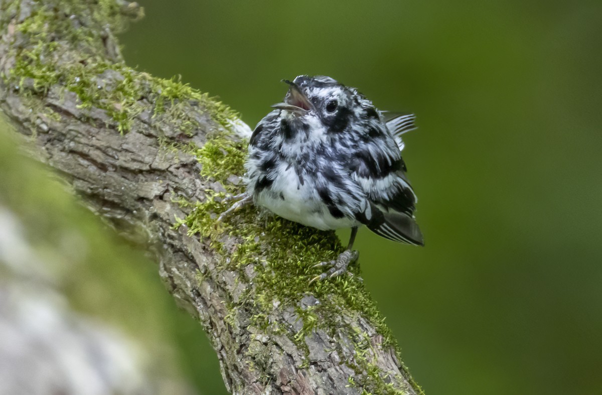 Black-and-white Warbler - ML620391899