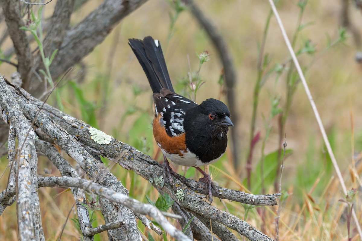 Spotted Towhee - ML620391900