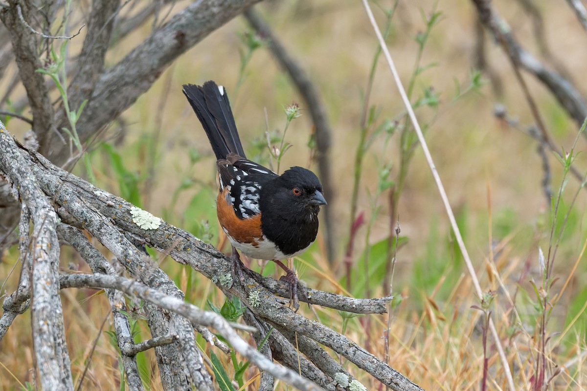 Spotted Towhee - ML620391901