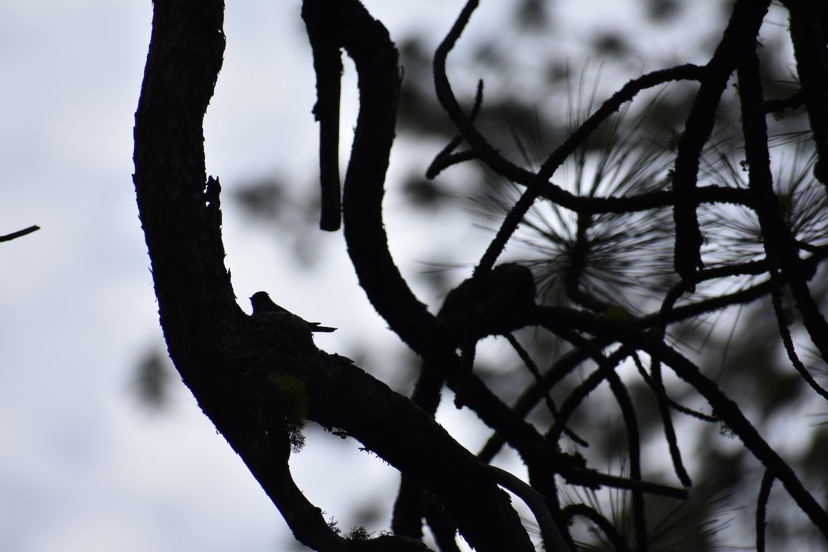 Western Wood-Pewee - ML620391902
