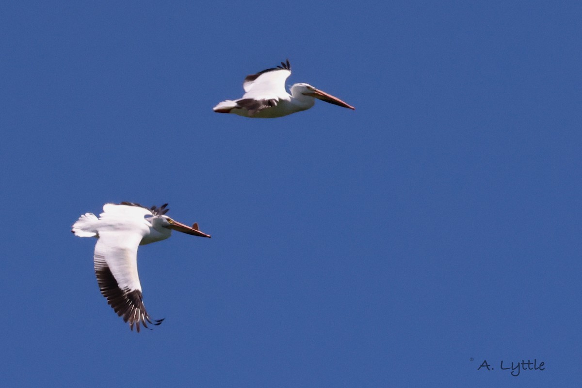 American White Pelican - ML620391903