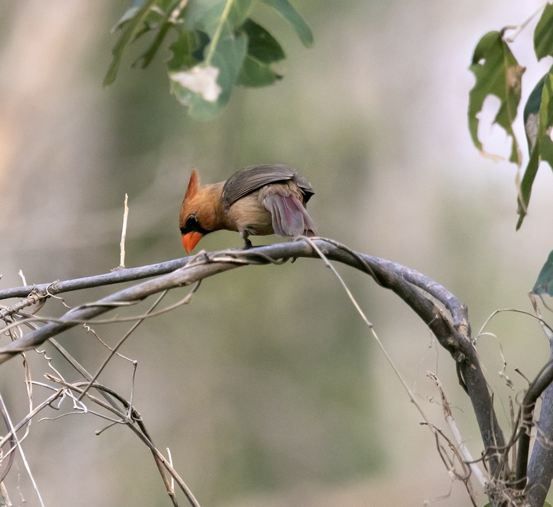 Northern Cardinal (Long-crested) - ML620391904