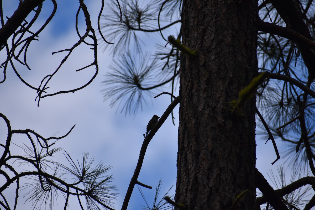 Western Wood-Pewee - ML620391915