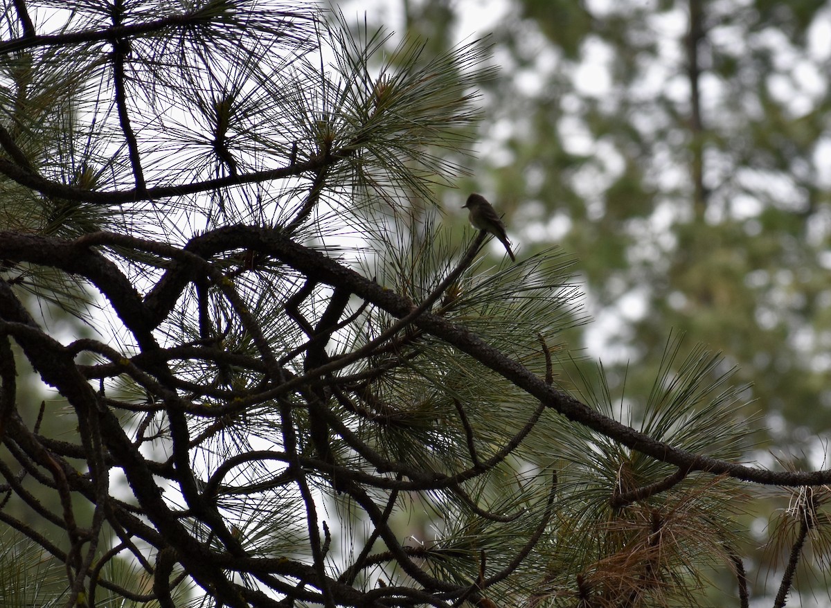 Western Wood-Pewee - ML620391917