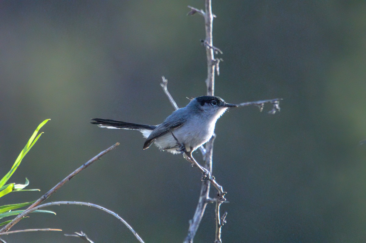 Black-tailed Gnatcatcher - ML620391920