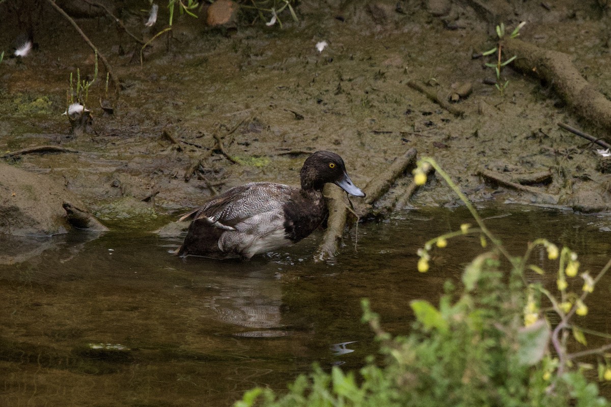 Lesser Scaup - ML620391925