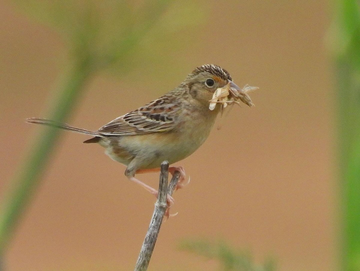 Grasshopper Sparrow - ML620391932