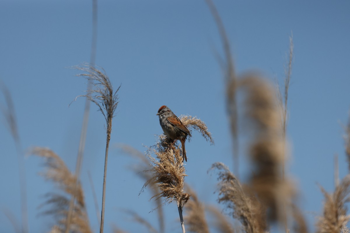 Swamp Sparrow - ML620391938