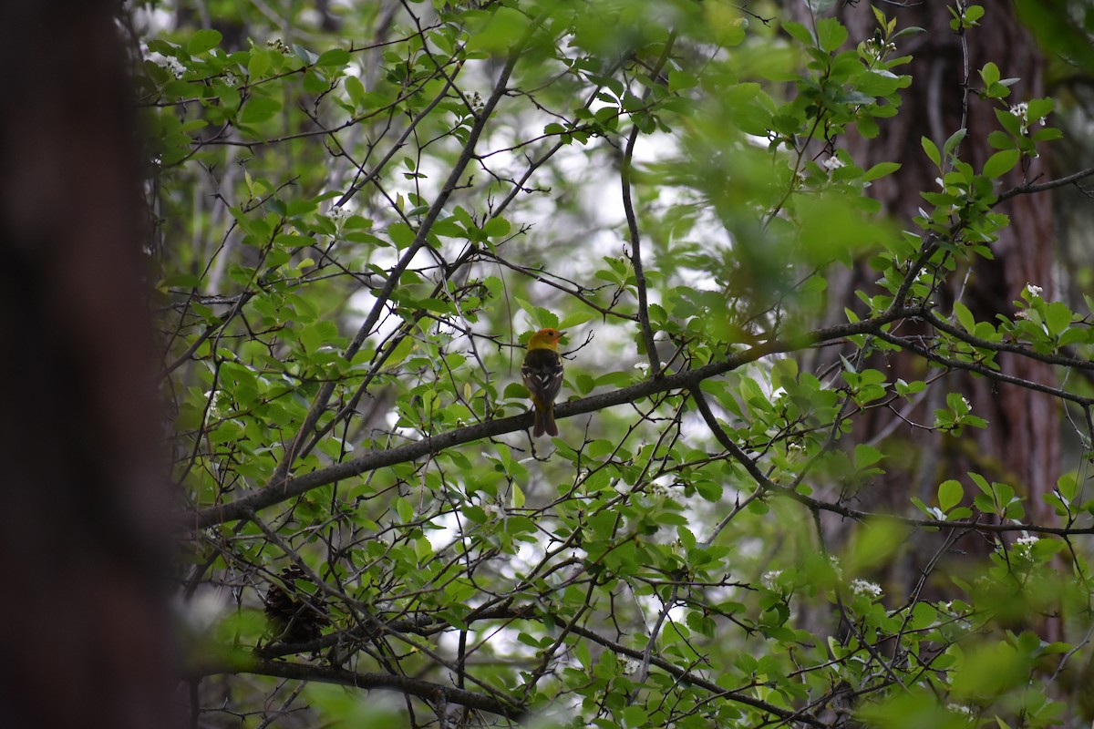 Western Tanager - ML620391939
