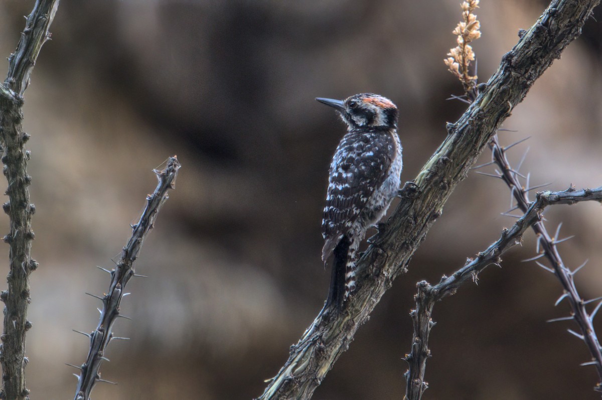 Ladder-backed Woodpecker - ML620391940