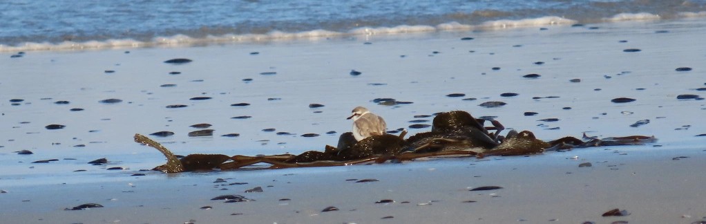 White-fronted Plover - ML620391951