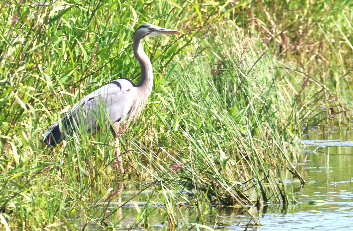 Great Blue Heron - ML620391963