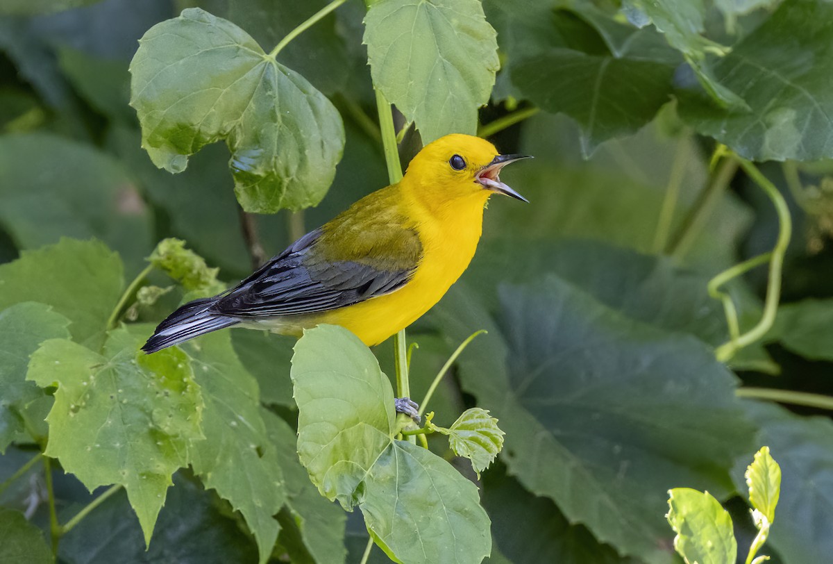 Prothonotary Warbler - ML620391965