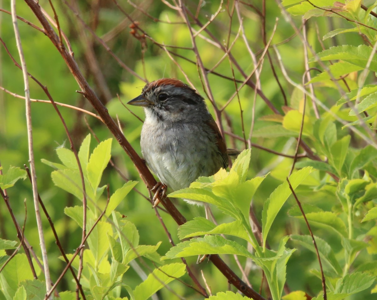 Swamp Sparrow - ML620391973