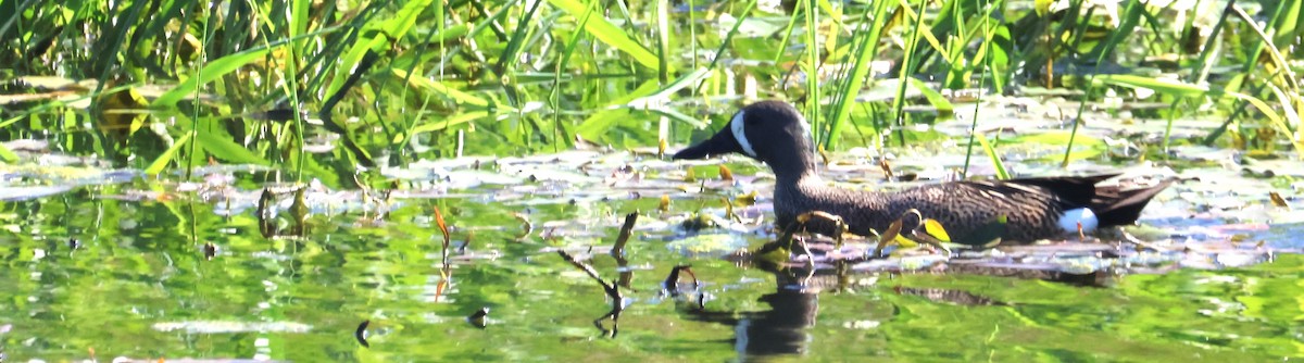 Blue-winged Teal - ML620391976