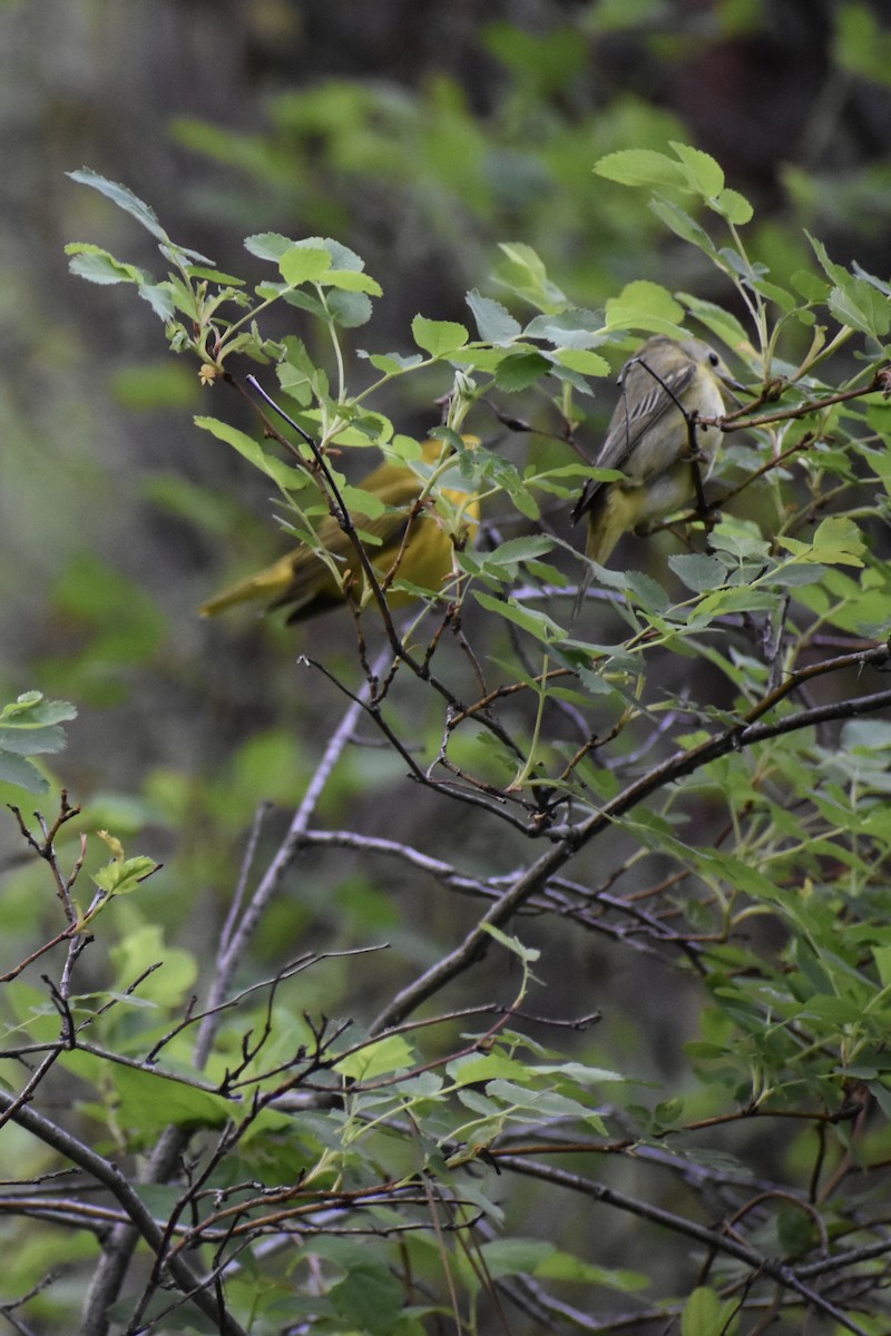 Yellow Warbler (Northern) - ML620391978