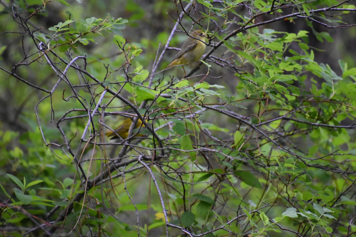 Yellow Warbler (Northern) - ML620391979