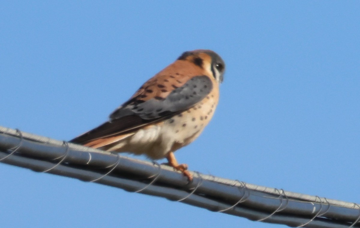 American Kestrel - ML620392002