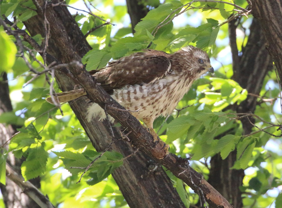 Broad-winged Hawk - ML620392008