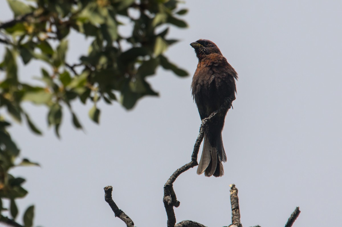 Passerin varié - ML620392011