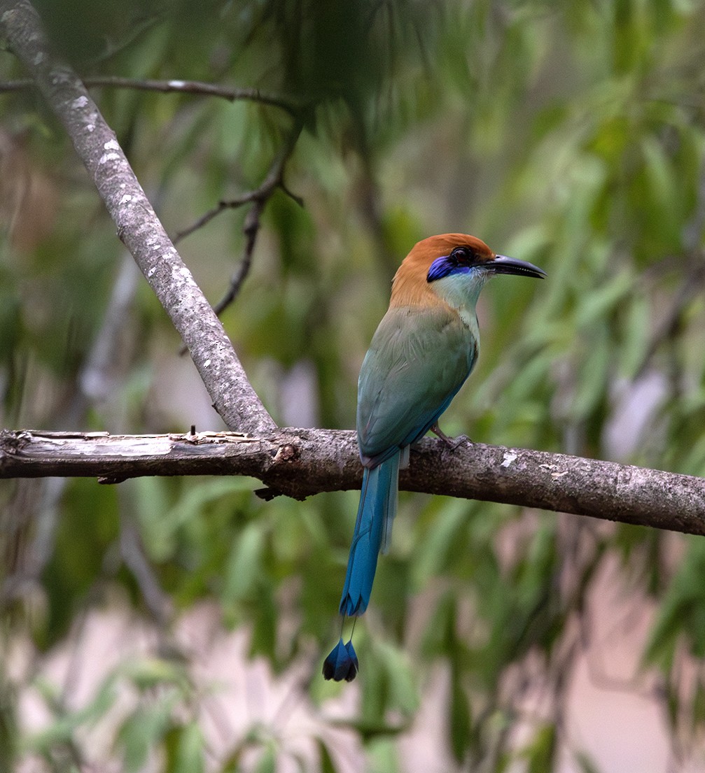 Motmot à tête rousse - ML620392013