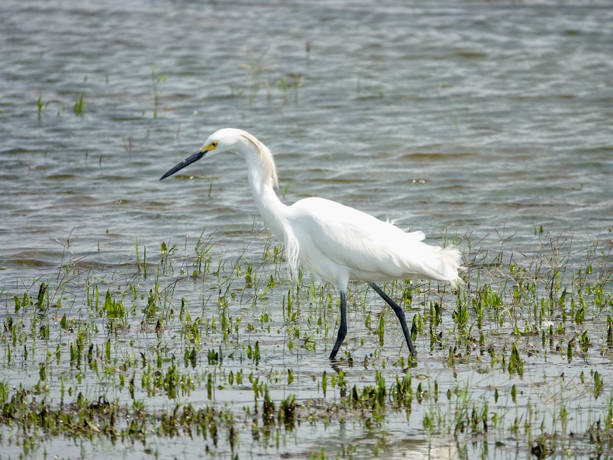 Snowy Egret - ML620392020