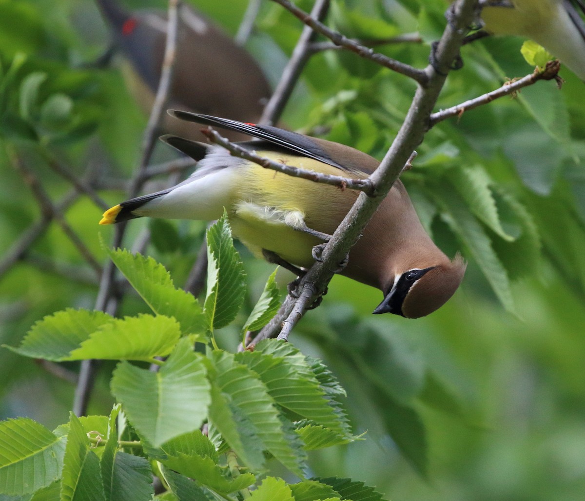 Cedar Waxwing - ML620392028