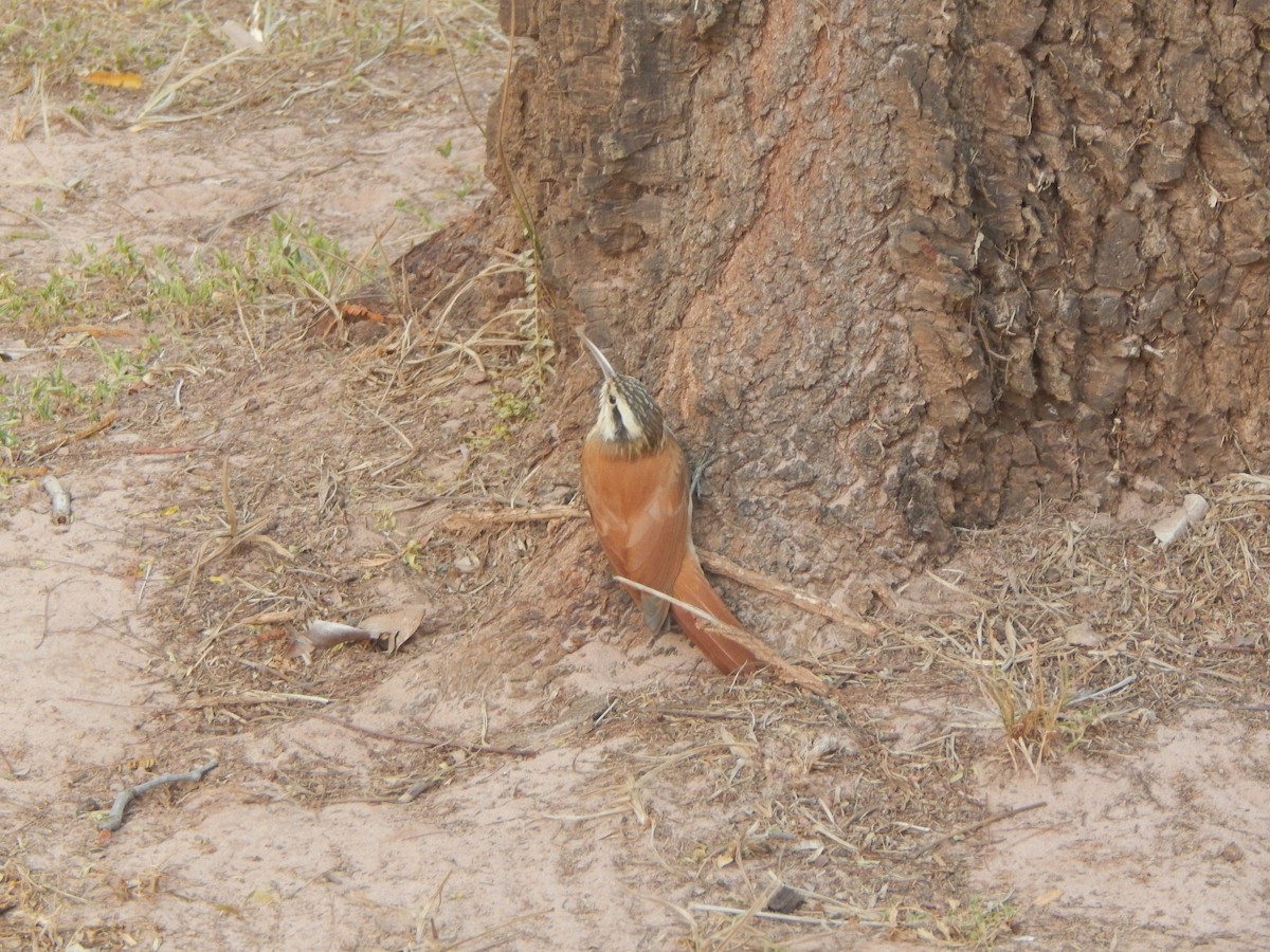 Narrow-billed Woodcreeper - ML620392029