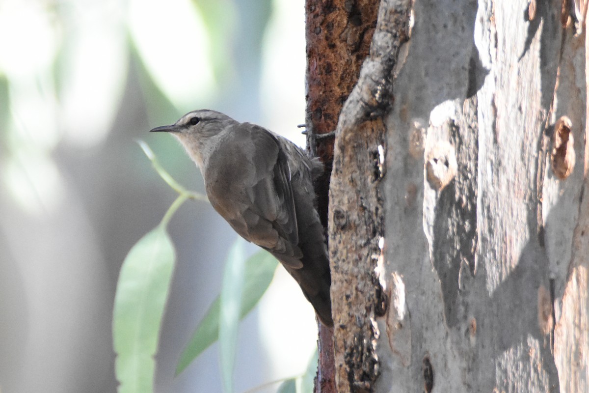 Brown Treecreeper - ML620392030