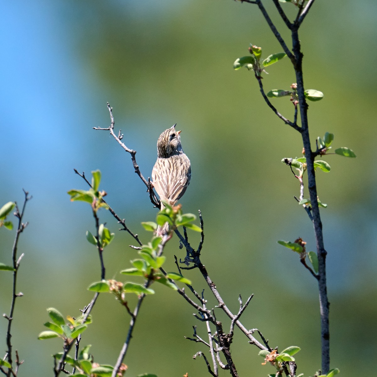 Brewer's Sparrow - ML620392031