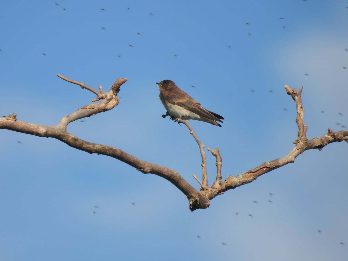 Northern Rough-winged Swallow - ML620392033