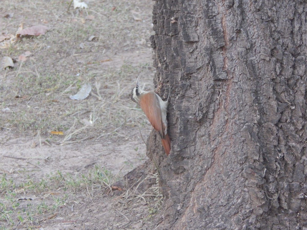 Narrow-billed Woodcreeper - ML620392035