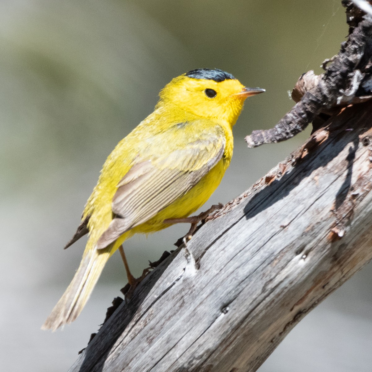 Wilson's Warbler - ML620392036