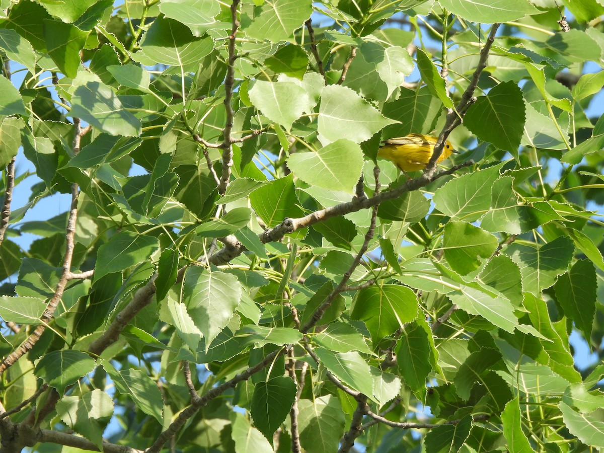 Yellow Warbler - ML620392038