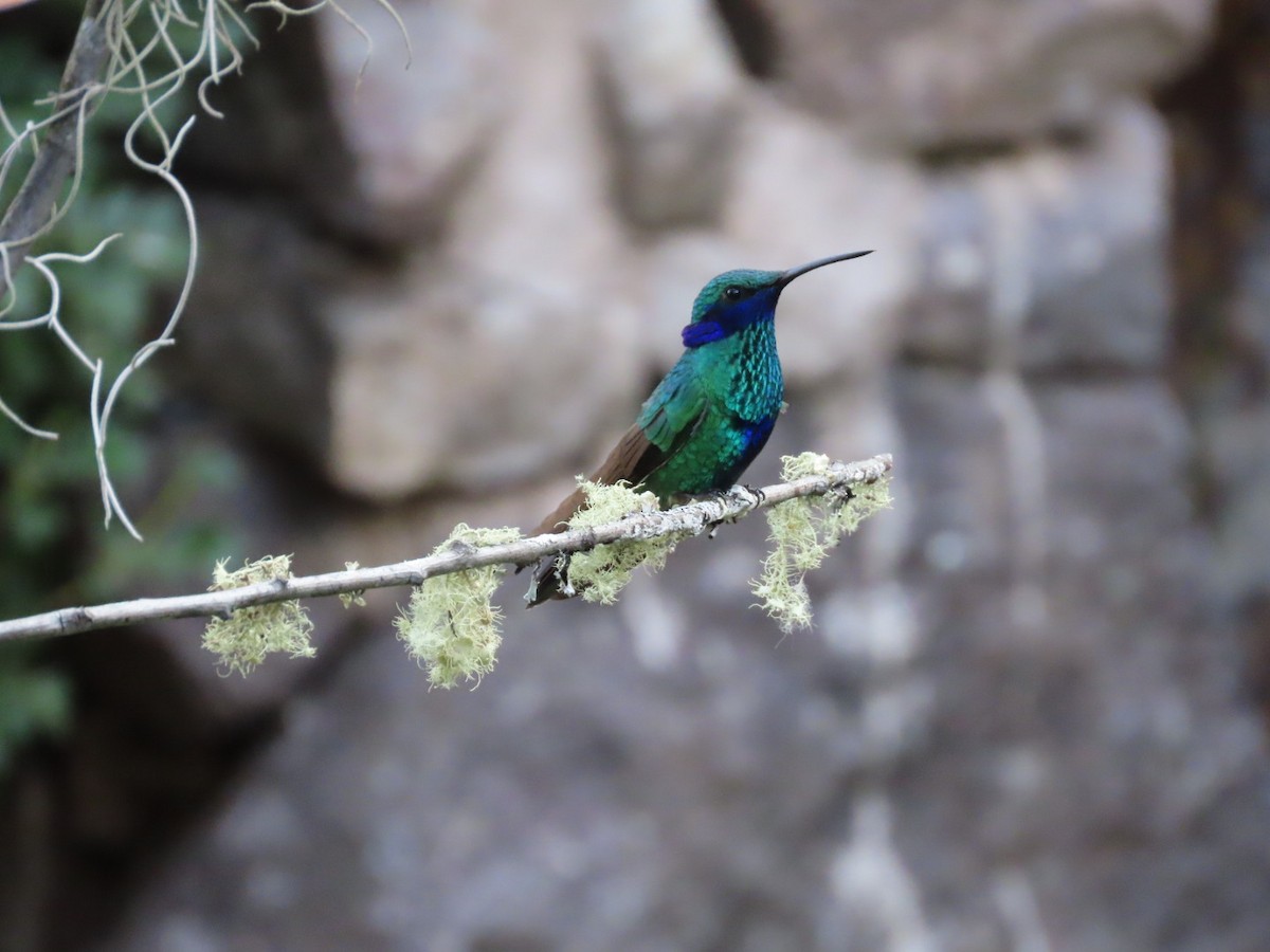 Colibrí Rutilante - ML620392041