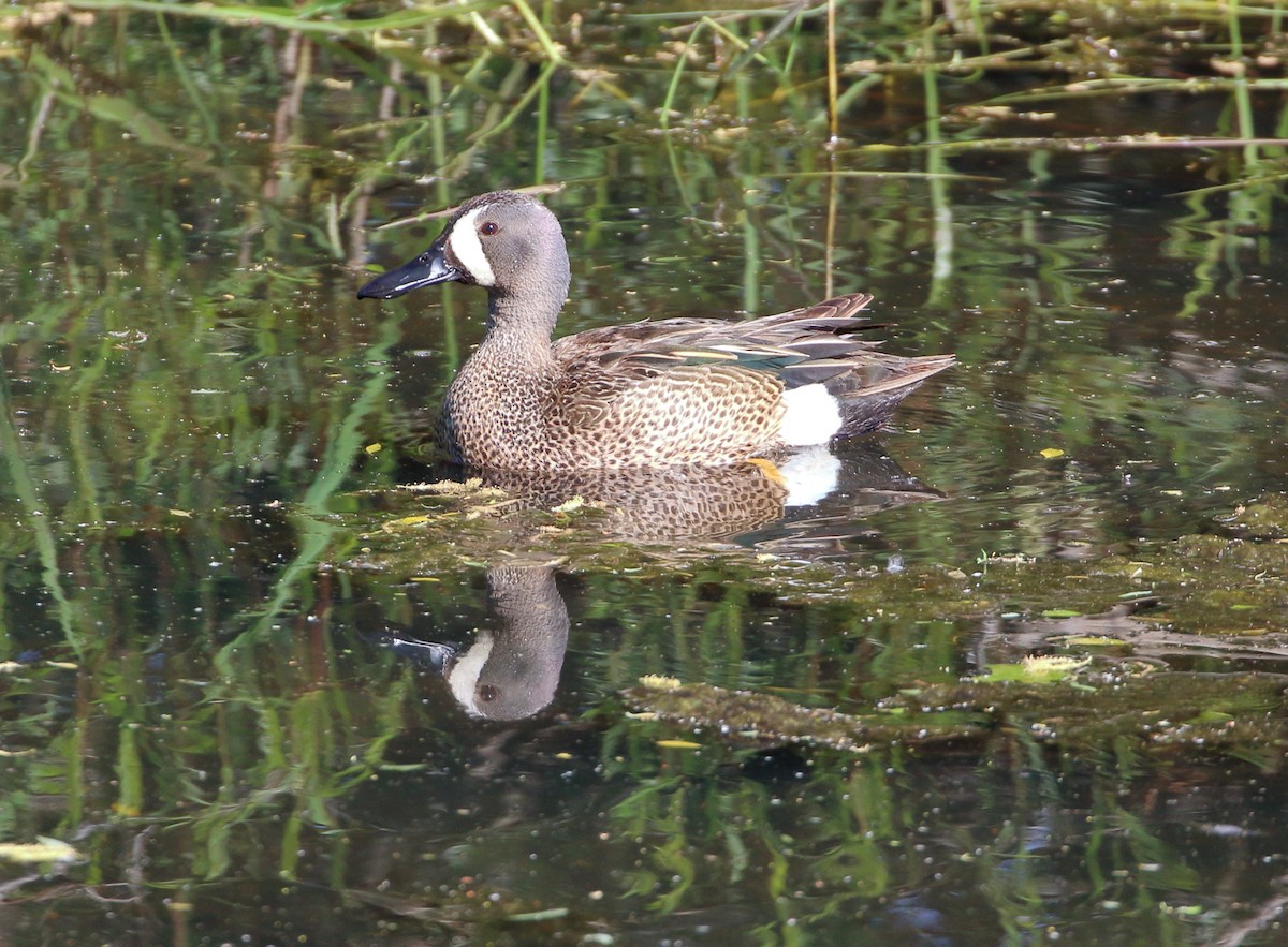 Blue-winged Teal - ML620392042