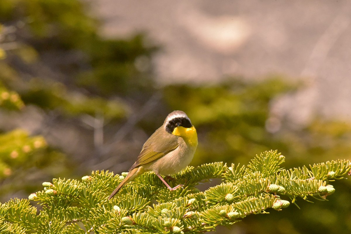 Paruline masquée - ML620392046