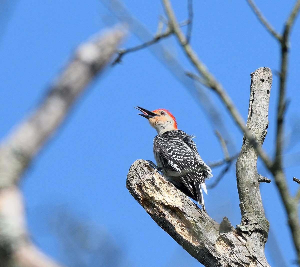 Red-bellied Woodpecker - ML620392047