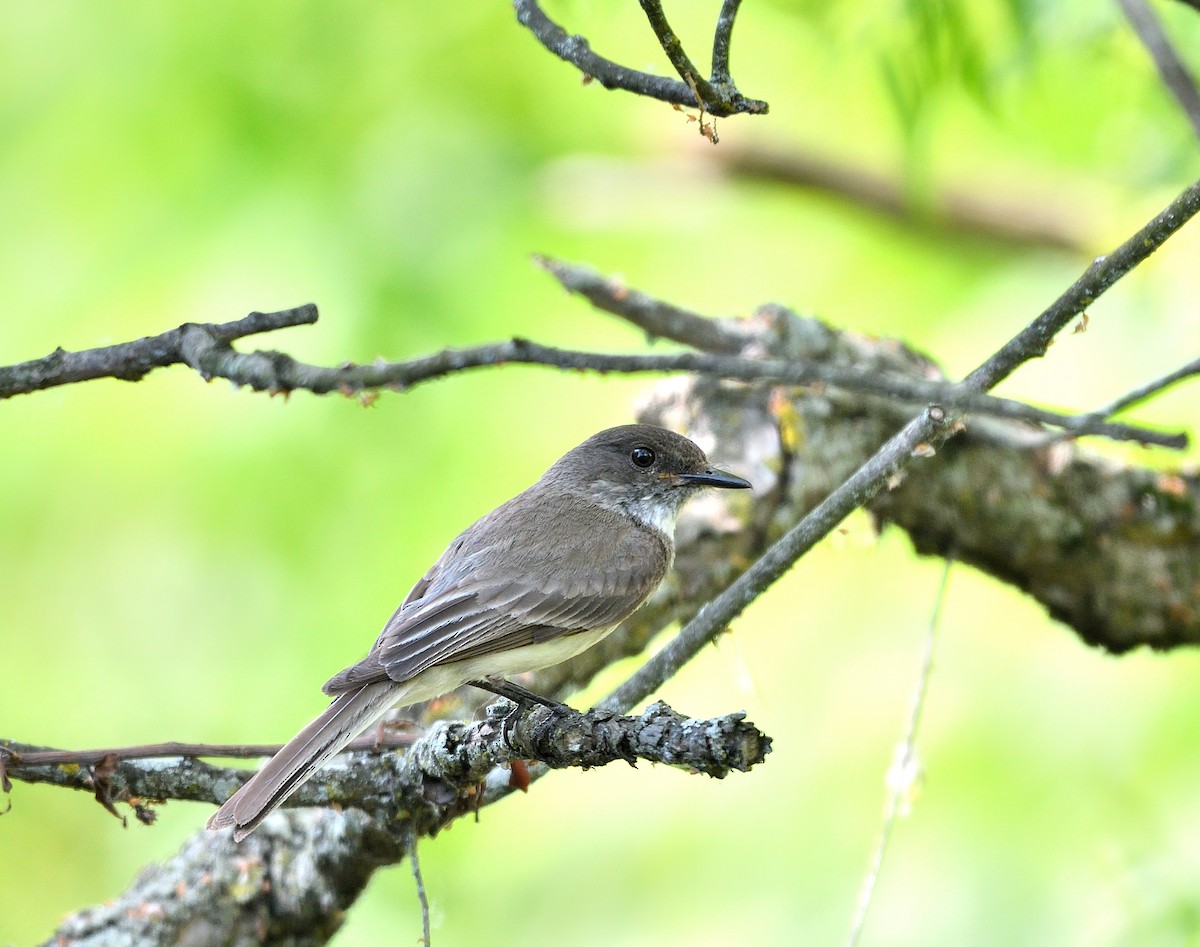 Eastern Phoebe - ML620392052