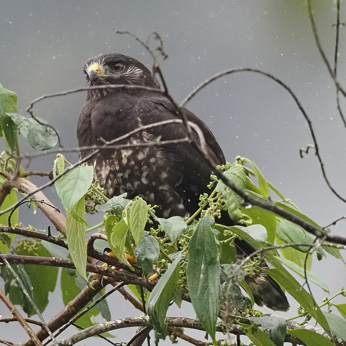 Kurzschwanzbussard - ML620392054