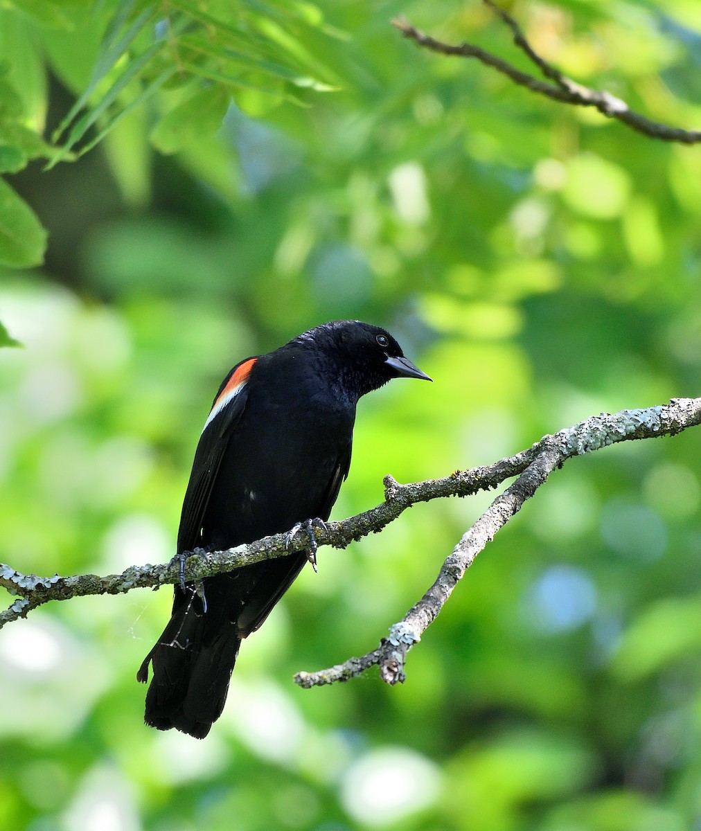 Red-winged Blackbird - ML620392059