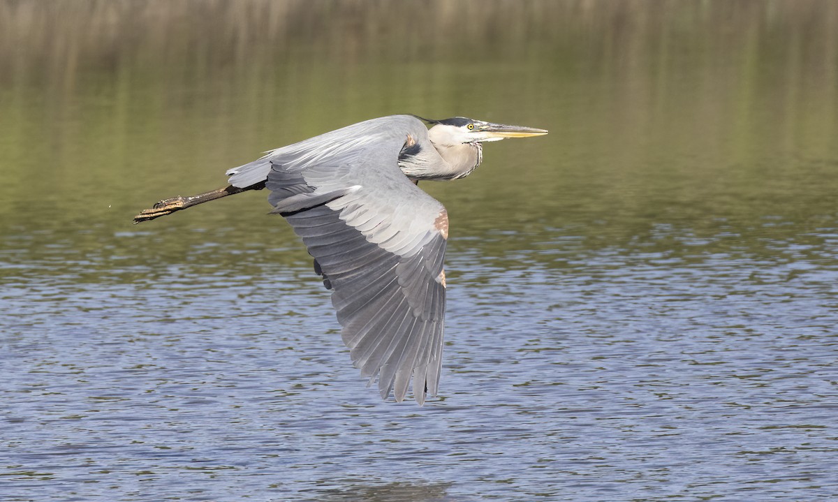 Great Blue Heron - ML620392063