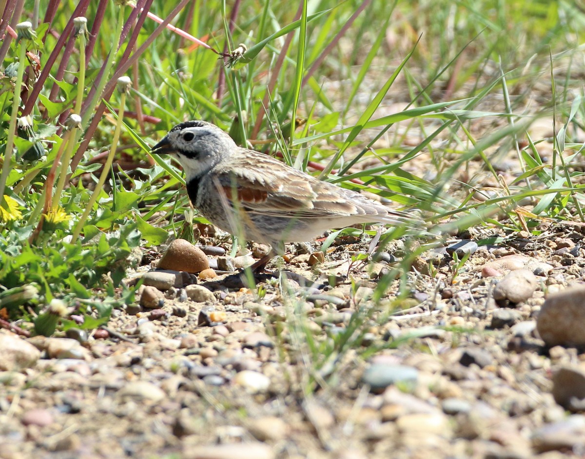 Thick-billed Longspur - ML620392079